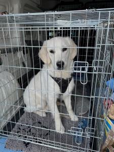 Taxi animalier meaux transport d animaux melun seine et marne