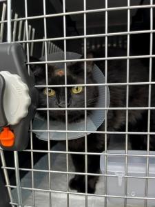 Taxi animalier paris transport d animaux chien chat nac disneyland paris 1