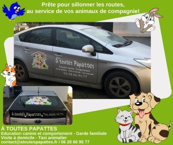 Taxi animalier rennes transport d animaux fougeres taxi pour chien chat nac ille et vilaine transporteur animalier