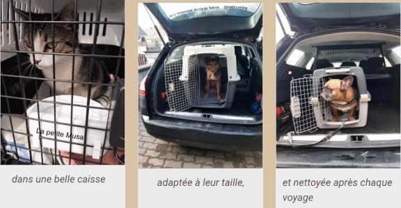 Taxi animalier strasbourg transport d animaux chien chat bas rhin 67