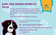 Taxi animalier transport d animaux chat chien nac aulnay saintes rochefort charente maritime 17