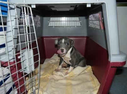 Taxi animalier transport d animaux chien chat nac ambulancier animalier nantes loire atlantique 45