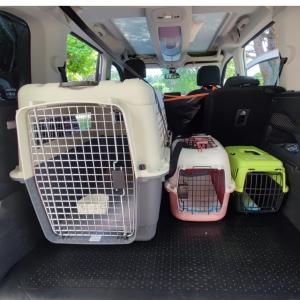 Taxi animalier transport d animaux chien chat nac arles salon de provence bouches du rhone