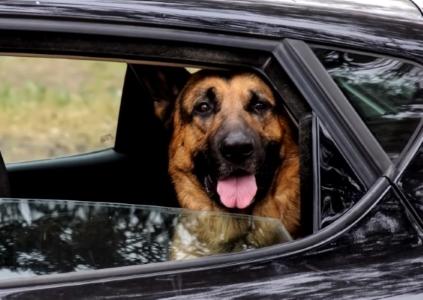 Taxi animalier transport d animaux chien chat nac brest finistere 29 france