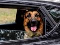 Taxi animalier transport d animaux chien chat nac brest finistere