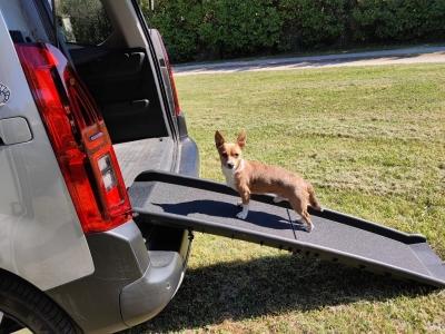 Taxi animalier transport d animaux chien chat nac nimes gard 31