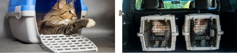 Taxi animalier transport d animaux chien chat nac sarrebourg hesse moselle 57