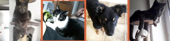 Taxi animalier transport d animaux chien chat nac sarrebourg hesse moselle 57