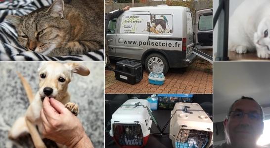 Taxi animalier transport d animaux chien chat nac transporteur animalier longue distance cergy pontoise 95 val d oise