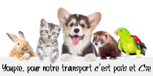 Taxi animalier transport d animaux chien chat nac transporteur animalier longue distance cergy pontoise val d oise 95