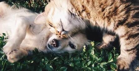 Taxi animalier transport d animaux chien chat nac transporteur animalier longue distance toulouse haute garonne 31