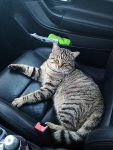 45 Animal Taxi & Pet Transport - Orleans