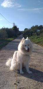 Collier traceur GPS pour chien et chat