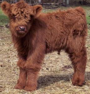 Miniature cow, mini cow sitter, animal sitter