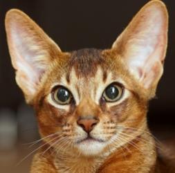 Abyssinian cat for sale, Abyssinian kitten, cat breeder