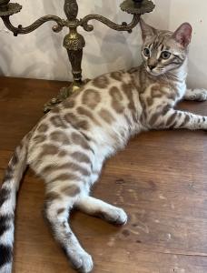 Vente chat bengal bourg en bresse achat chaton bengal oyonnax eleveur chat bengal ain elevage chaton bengal 01 1