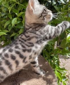 Vente chat bengal bourg en bresse achat chaton bengal oyonnax eleveur chat bengal ain elevage chaton bengal 01 2