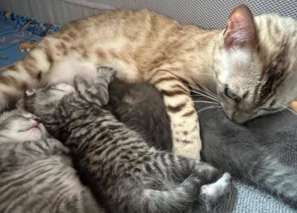 Vente chat bengal bourg en bresse achat chaton bengal oyonnax eleveur chat bengal ain elevage chaton bengal 01 3