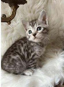 Vente chat bengal bourg en bresse achat chaton bengal oyonnax eleveur chat bengal ain elevage chaton bengal 01 4