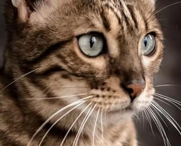 Vente chat bengal bourg en bresse achat chaton bengal oyonnax eleveur chat bengal ain elevage chaton bengal 01 5