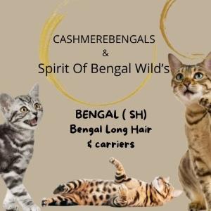 01 Vente chat Bengal & Achat chaton - Bourg-en-Bresse