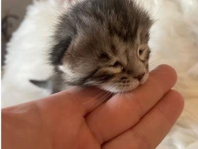 Vente chat Bengal Cachemire, achat chaton Bengal Cachemire