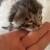 Vente chat bengal cashmere achat chaton bengal longhair eleveur chat bengal cashmere elevage chaton bengal cashmere