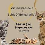 Vente chat bengal chalon sur saone achat chaton bengal macon eleveur chat bengal saone et loire elevage chaton bengal 71 1