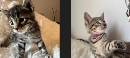 Vente chat bengal chalon sur saone achat chaton bengal macon eleveur chat bengal saone et loire elevage chaton bengal 71