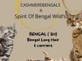 Vente chat bengal lyon achat chaton bengal rhone eleveur chat bengal 69 elevage chaton bengal