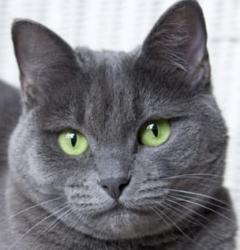 Russian Blue cat for sale, Russian Blue kitten, cat breeder
