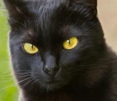 Vente chat Bombay, achat chaton Bombay, éleveur félin