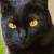 Vente chat bombay achat chaton bombay eleveur chat bombay elevage chaton bombay eleveur felin chatterie