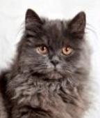 British Longhair cat for sale, kitten purchase, cat breeder