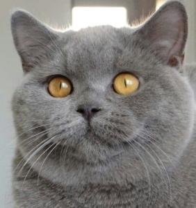British Shorthair cat for sale, kitten purchase, cat breeder