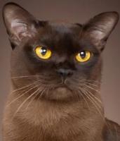 Vente chat burmese achat chaton burmese eleveur chat burmese elevage chaton burmese eleveur felin chatterie