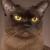 Vente chat burmese achat chaton burmese eleveur chat burmese elevage chaton burmese eleveur felin chatterie