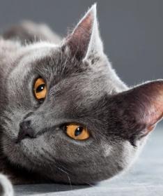 Chartreux cat for sale, kitten purchase, feline breeder