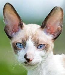 Cornish Rex cat for sale, Cornish Rex kitten, cat breeder