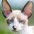 Vente chat cornish rex achat chaton cornish rex eleveur chat cornish rex eleveur felin