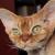 Vente chat devon rex achat chaton devon rex eleveur chat devon rex eleveur felin chatterie 