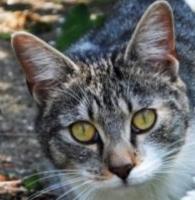 Vente chat European Shorthair, achat chaton européen