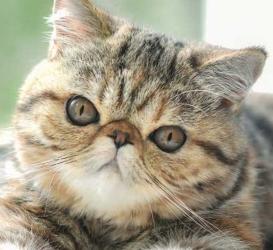Exotic Shorthair cat for sale, Exotic Shorthair kitten