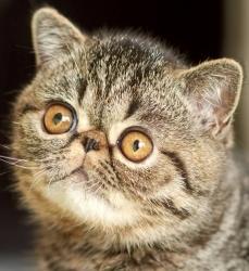 Exotic Shorthair cat for sale, Exotic Shorthair kitten
