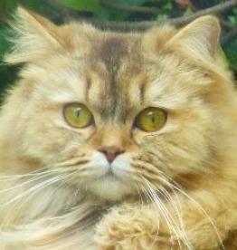 Highland Straight cat for sale, Highland Straight kitten
