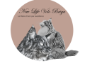 Vente chat maine coon avignon achat chaton maine coon carpentras eleveur chat maine coon vaucluse elevage chaton maine coon 84 