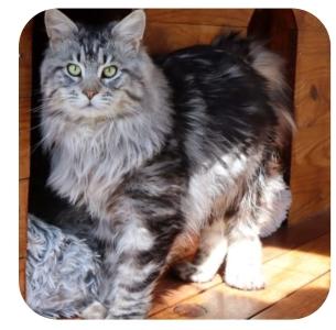Vente chat maine coon marseille achat chaton maine coon aix en provence eleveur chat maine coon bouches du rhone elevage chaton maine coon 1
