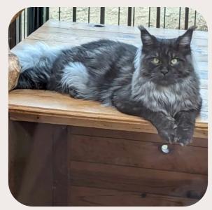 Vente chat maine coon marseille achat chaton maine coon aix en provence eleveur chat maine coon bouches du rhone elevage chaton maine coon
