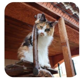 Vente chat maine coon marseille achat chaton maine coon aix en provence eleveur chat maine coon bouches du rhone elevage chaton maine coon 13 1