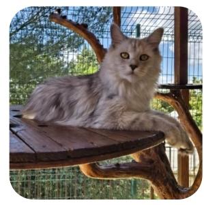 Vente chat maine coon marseille achat chaton maine coon aix en provence eleveur chat maine coon bouches du rhone elevage chaton maine coon 13 2